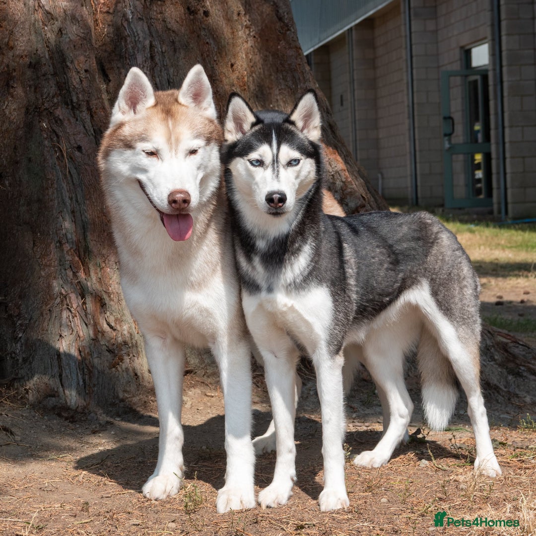 Siberian Husky dogs for sale: Kc reg Siberian husky pups due end of sept  - Image 2