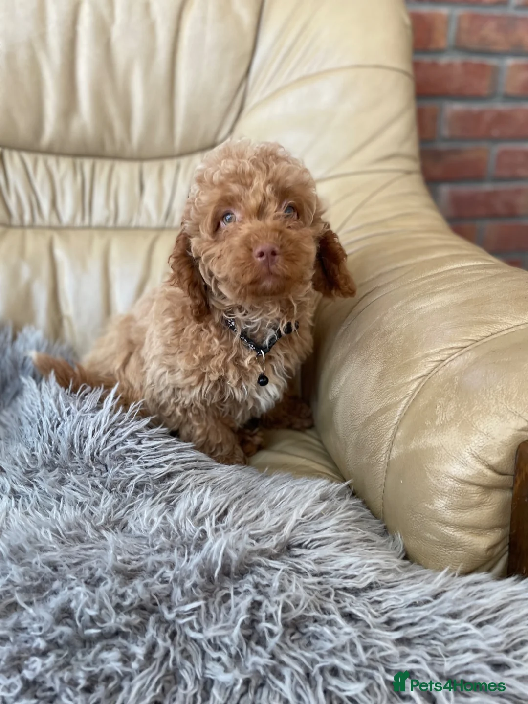 Cavapoo dogs for sale: Girls and boys available  - Advert 8