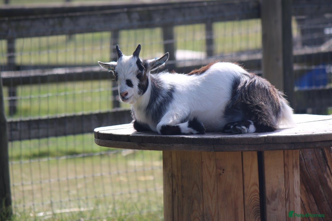 Goats livestock for sale: 2 Pygmy Wethers - Image 2