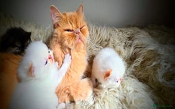 Persian cats for sale: Beautiful and Rare Purebred Persian Kittens - Image 33