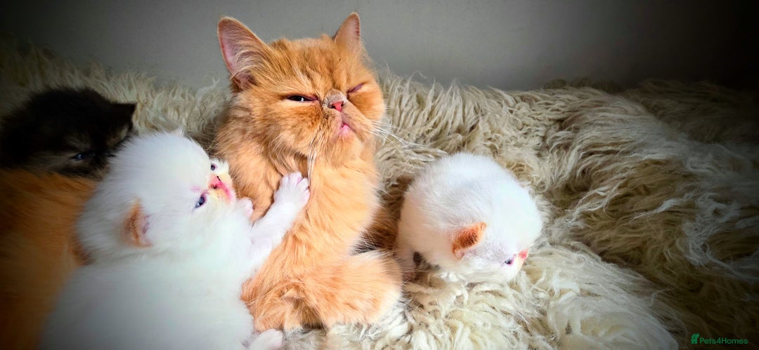 Persian cats for sale: Beautiful and Rare Purebred Persian Kittens - Image 33