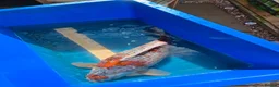 Koi Carp fish for sale: 65/70cm Kase Gin Rin Ochiba Koi in Birmingham - Advert 3