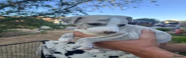Whippet 2