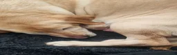 Labrador Retriever dogs for sale: Stunning boy  - Advert 19