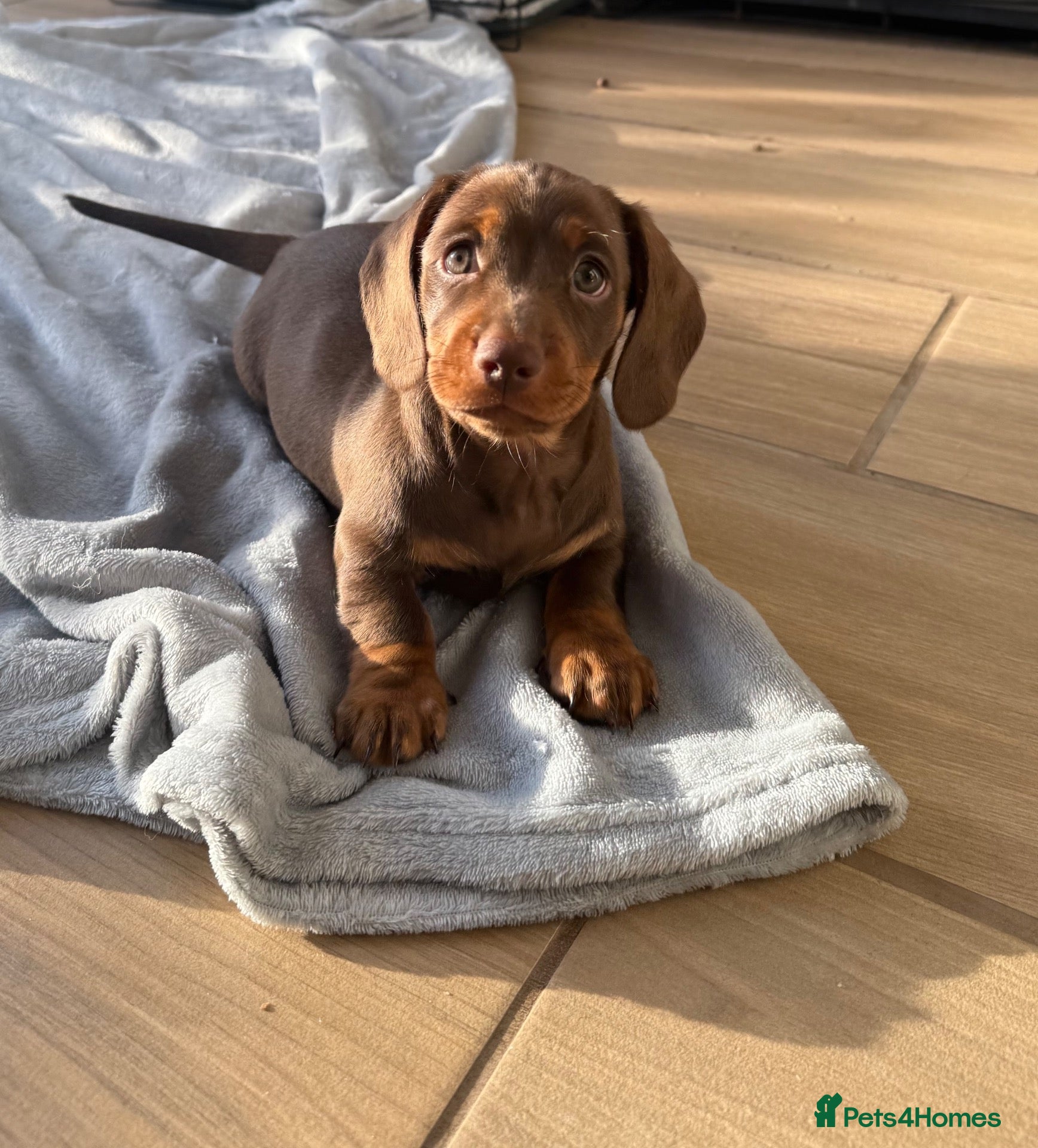 Miniature Dachshund dogs for sale: WHO WANTS TO TAKE ME HOME 🥰🐾 - Advert 1