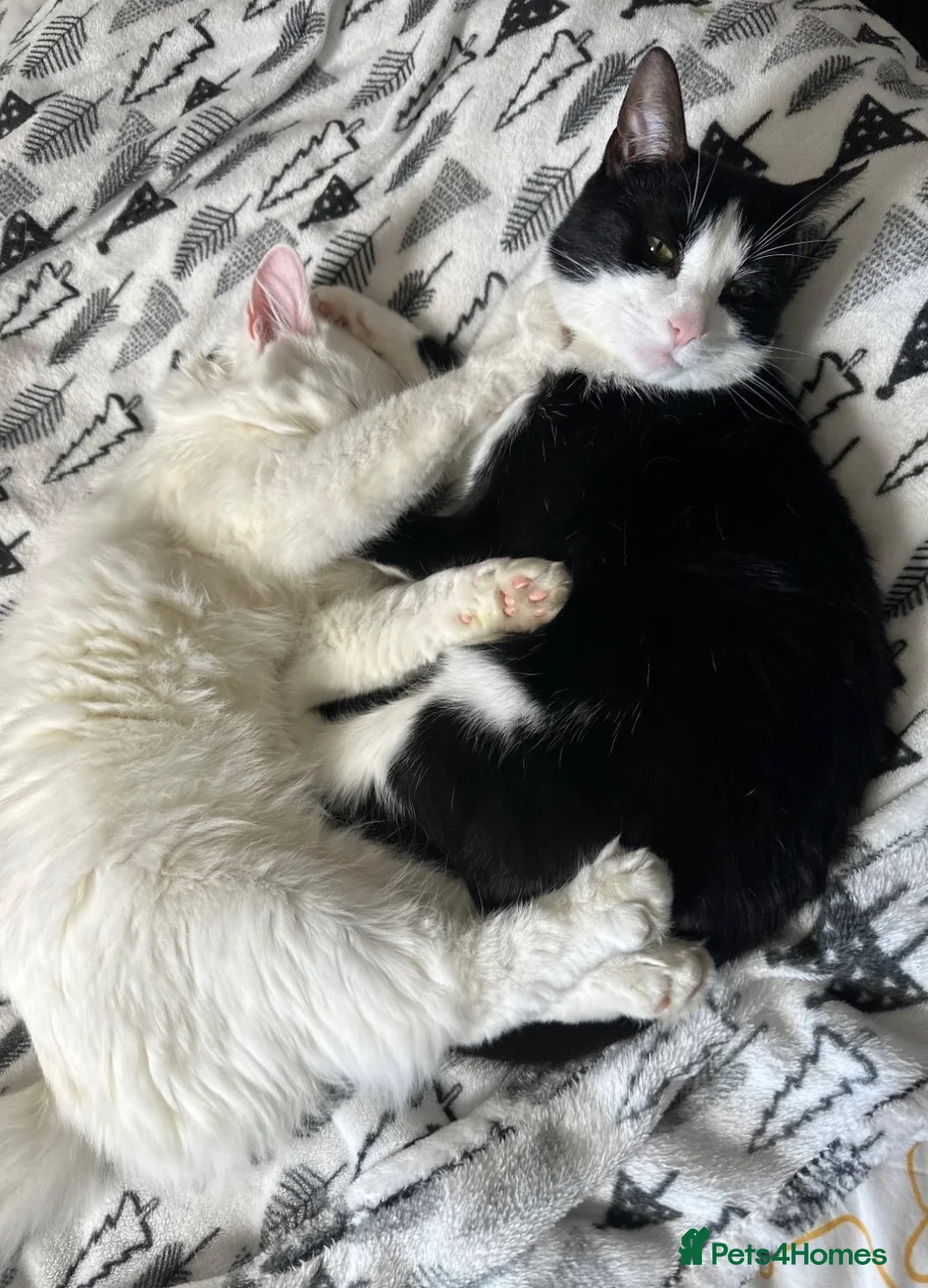 Mixed Breed cats for sale: 2 sweet boys looking for a loving home  in Sheffield - Advert 5