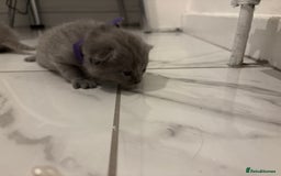 British Shorthair cats for sale: Short British hair kittens cross Scottish fold. - Image 5