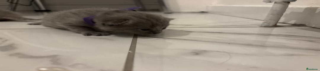 Scottish Fold Kitten 3