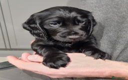 Cocker Spaniel dogs for sale: KC Registered Cocker Spaniel (Working) Puppies - Image 16
