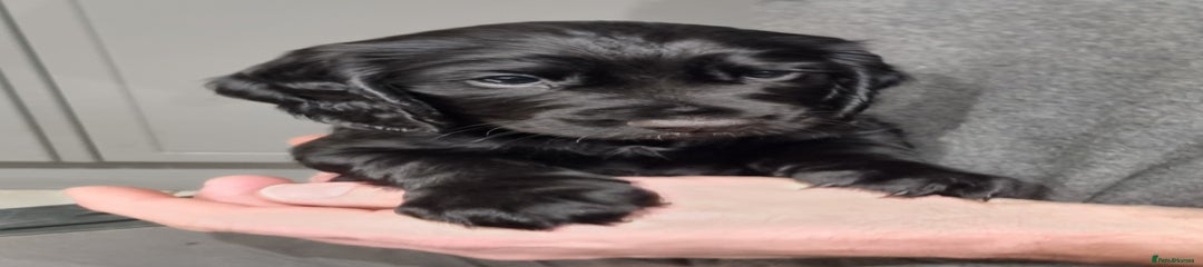 Cocker Spaniel Puppy 5
