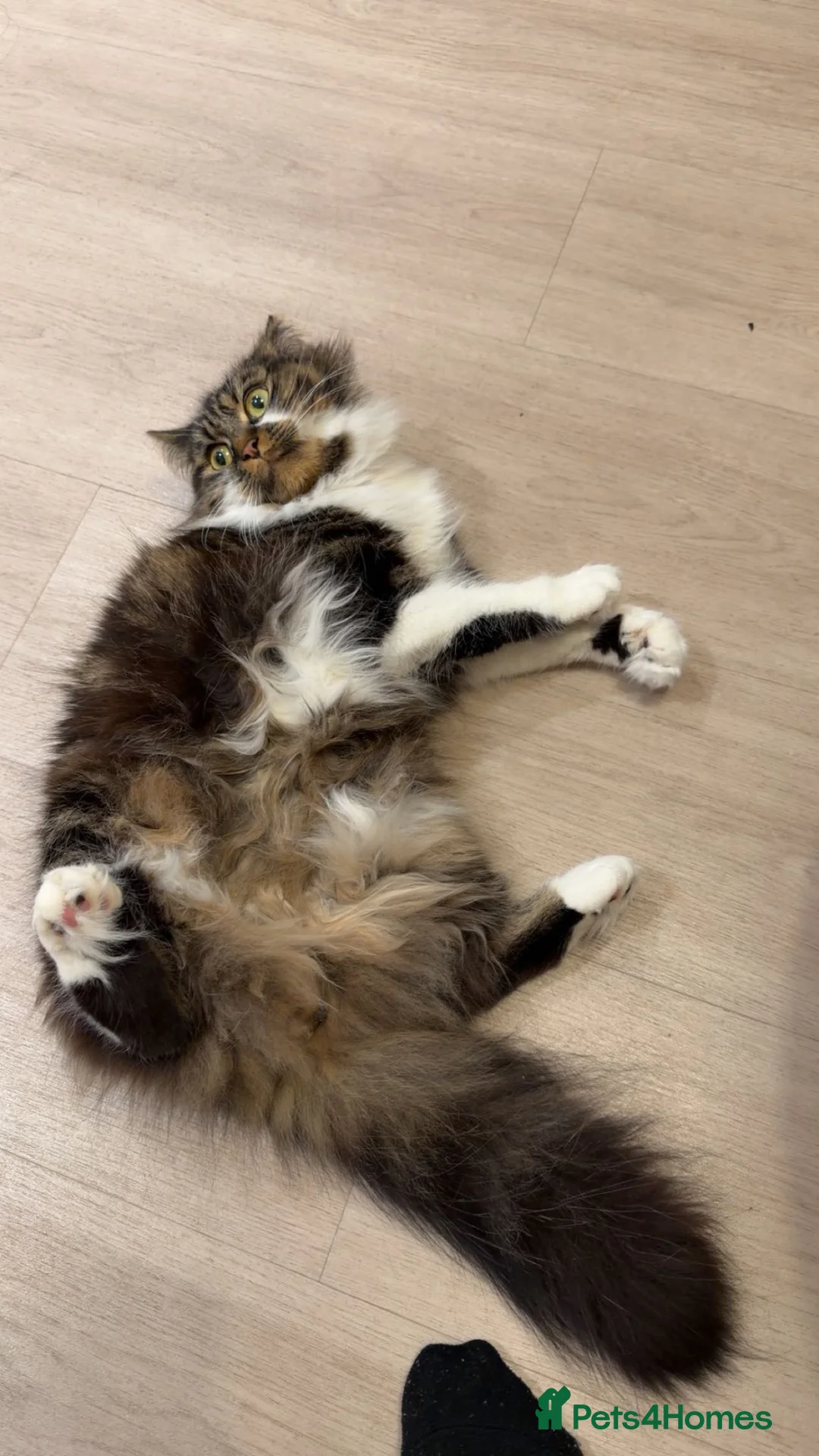 Mixed Breed cats for sale: Loving long-haired cat looking for forever home - Advert 2