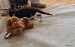 Mixed Breed cats for sale: ready to go - Image 10