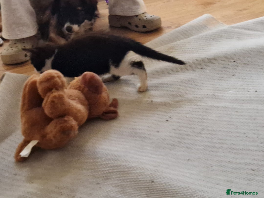 Mixed Breed cats for sale: ready to go - Image 10