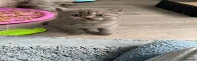 British Shorthair Kitten 4