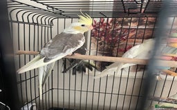 Cockatiels birds for sale: Cockatiels  - Image 1