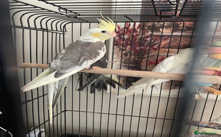 Cockatiels birds - Advert 2