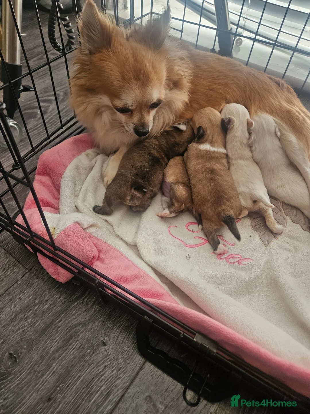 Chihuahua dogs for sale: 🐶 Chihuahua Puppies Looking for Loving Homes 🏡 - Advert 2