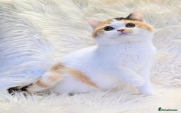British Shorthair cats for sale: Amazing loving British shorthair kittens  - Image 1
