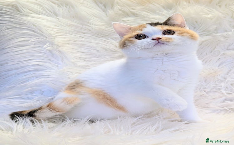 British Shorthair cats - Advert 4