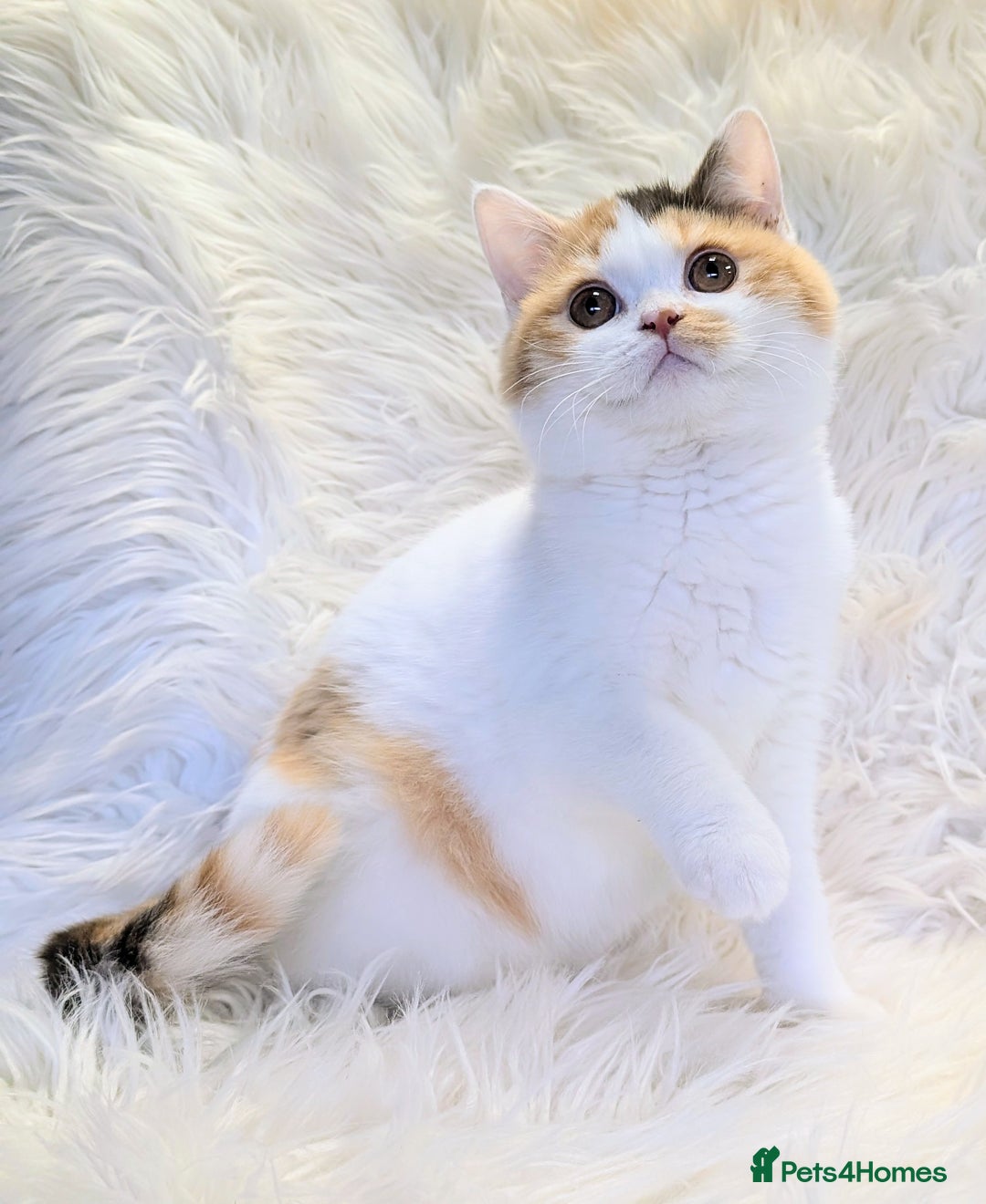 British Shorthair cats for sale: Amazing loving British shorthair kittens  - Image 1
