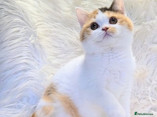 British Shorthair cats - Advert 36