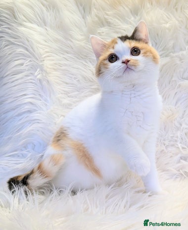 British Shorthair cats - Advert 2