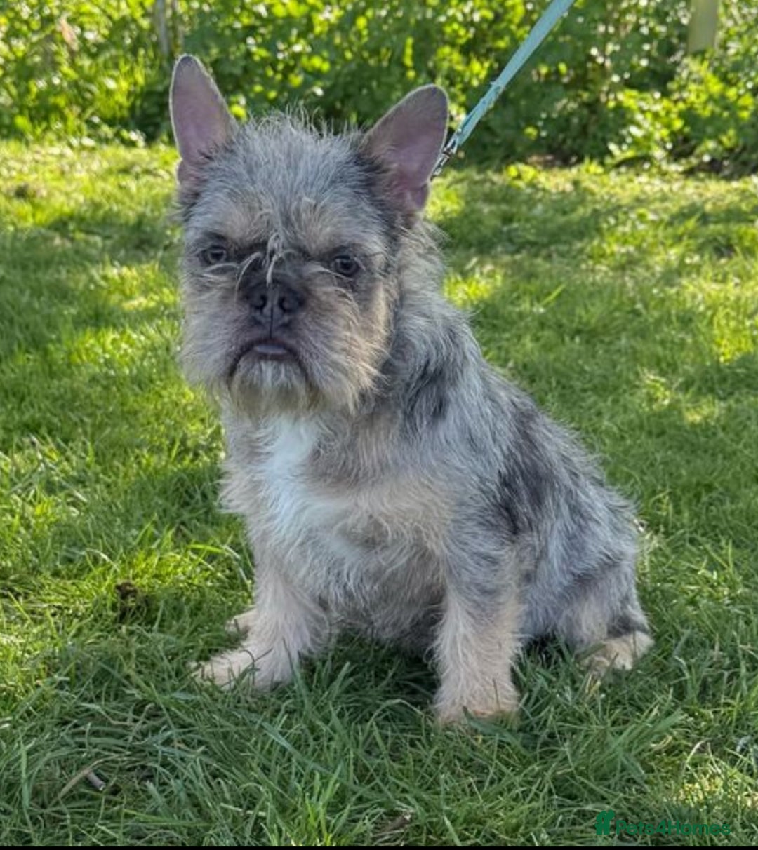 French Bulldog dogs for sale: French Bulldog  - Image 1