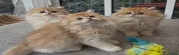 British Longhair cats for sale: Golden Longhair Kittens BY12 in Cardiff - Advert 2