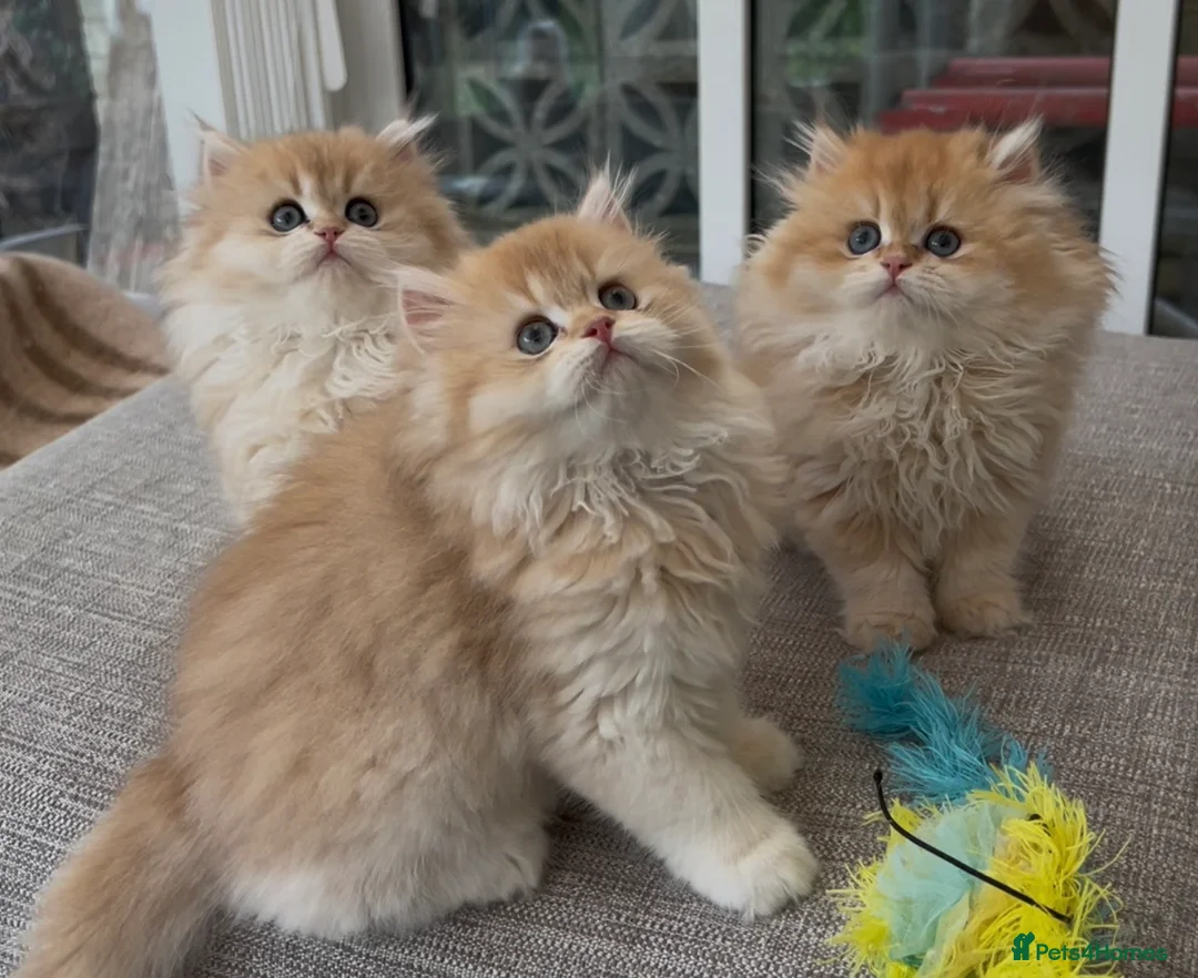 British Longhair cats for sale: Golden Longhair Kittens BY12 in Cardiff - Advert 2