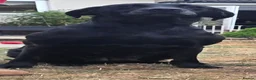 Labrador Retriever dogs for sale: Black Labrador Dog - Advert 5