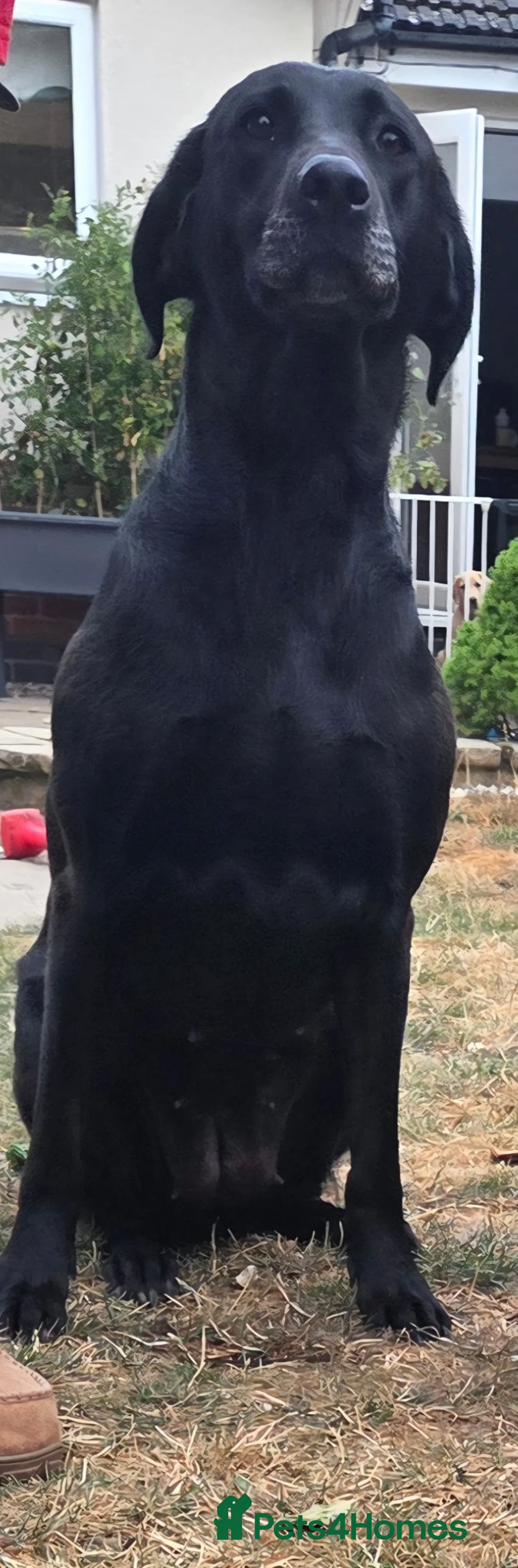 Labrador Retriever dogs for sale: Black Labrador Dog - Advert 5