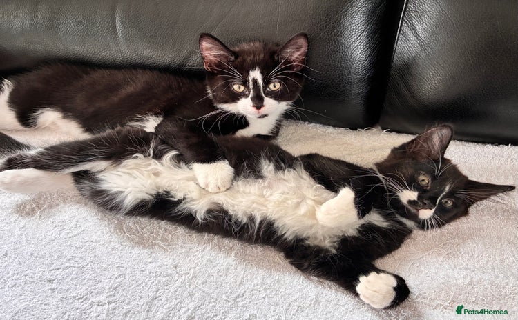 British Shorthair cats in Colchester - Advert 16
