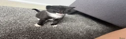 Mixed Breed cats for sale:  🐱 3 ADORABLE MALE KITTENS — Yeovil 🐱 - Advert 8