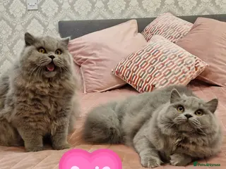 British Longhair cats Amasing girls 🩷🩷🩷 - Advert 1