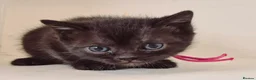 Bengal cats for sale: Bengal X British shorthair - Advert 14
