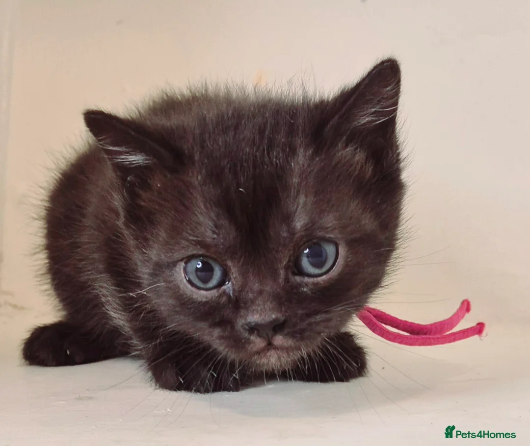 Bengal cats for sale: Bengal X British shorthair - Advert 14