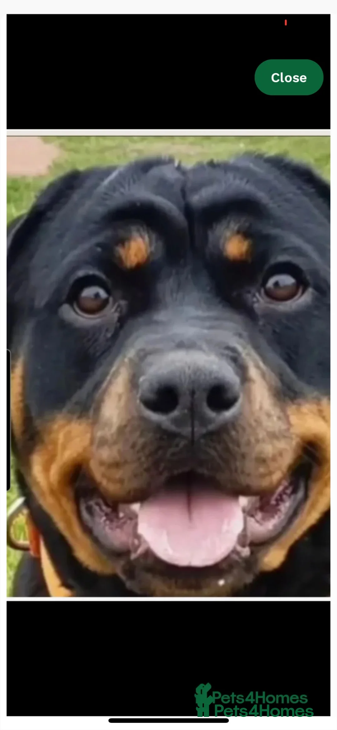Rottweiler dogs for sale: Beautiful pure breed Rottweiler  - Advert 4
