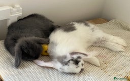 Mini Lop rabbits for sale: Rehoming Two Mini Lops - Image 19