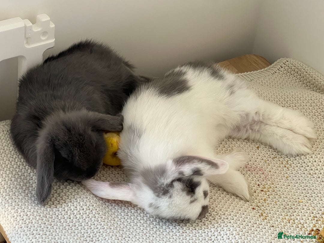 Mini Lop rabbits for sale: Rehoming Two Mini Lops - Image 19