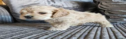 Cockapoo dogs for sale: extensively DNA tested American cockerpoo  - Advert 6