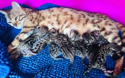 Bengal cats for sale: TICA Reg Bengal Kittens - Browns, Lynx & Mink - Image 3