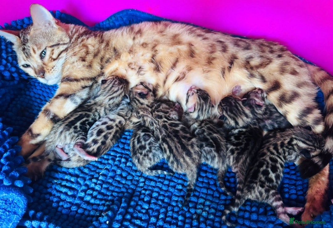 Bengal cats for sale: TICA Reg Bengal Kittens - Browns, Lynx & Mink - Image 3
