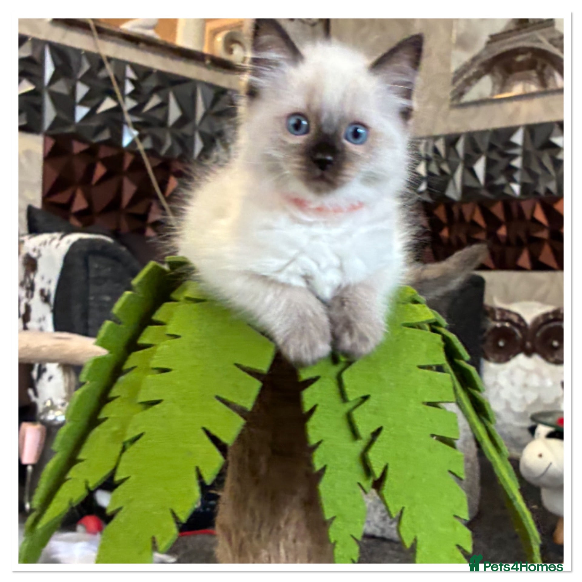 Ragdoll cats 6 cute pure breed Ragdoll kittens 2 boys 4 girls  - Advert 2