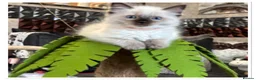 Ragdoll cats for sale: 6 cute pure breed Ragdoll kittens 2 boys 4 girls  - Advert 18
