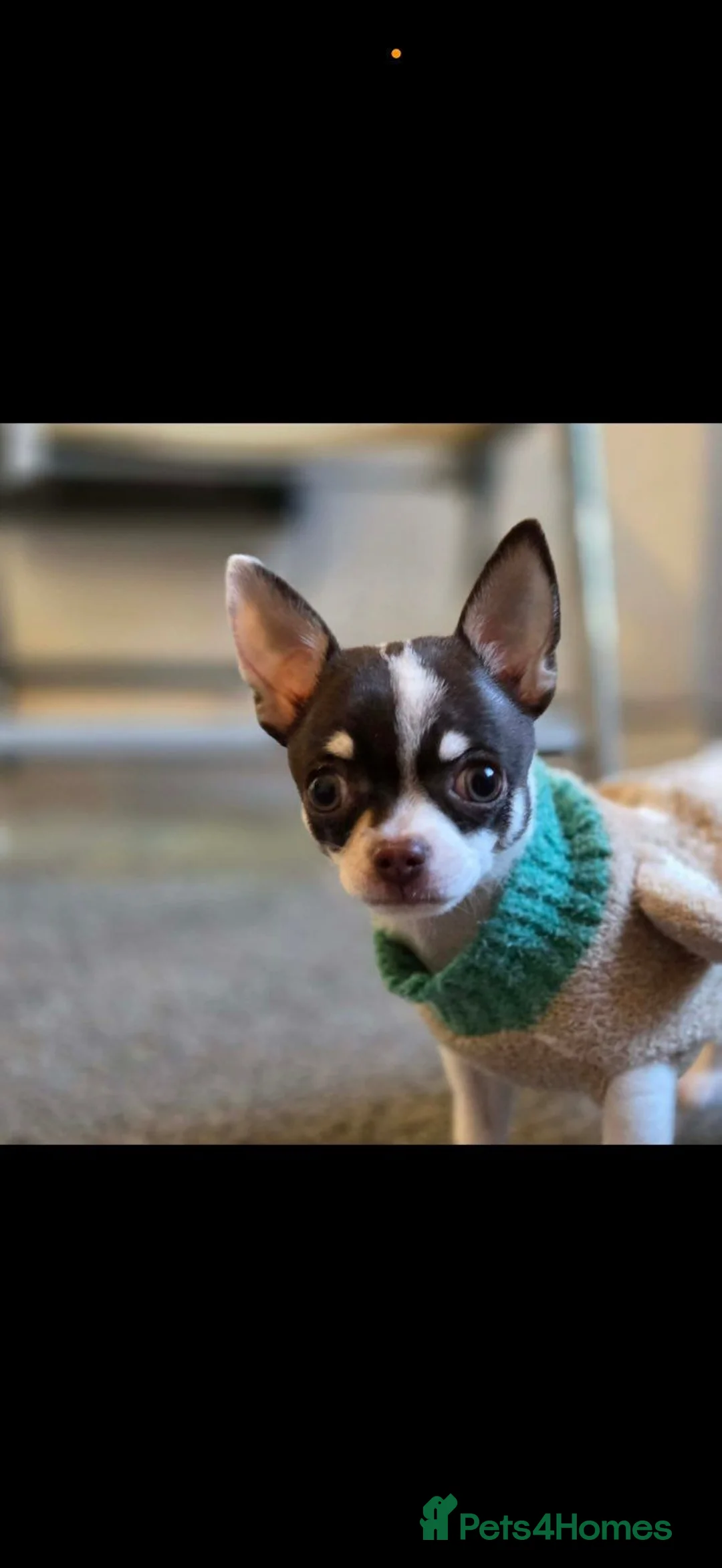 Chihuahua dogs for sale: Benji in Manchester - Advert 1