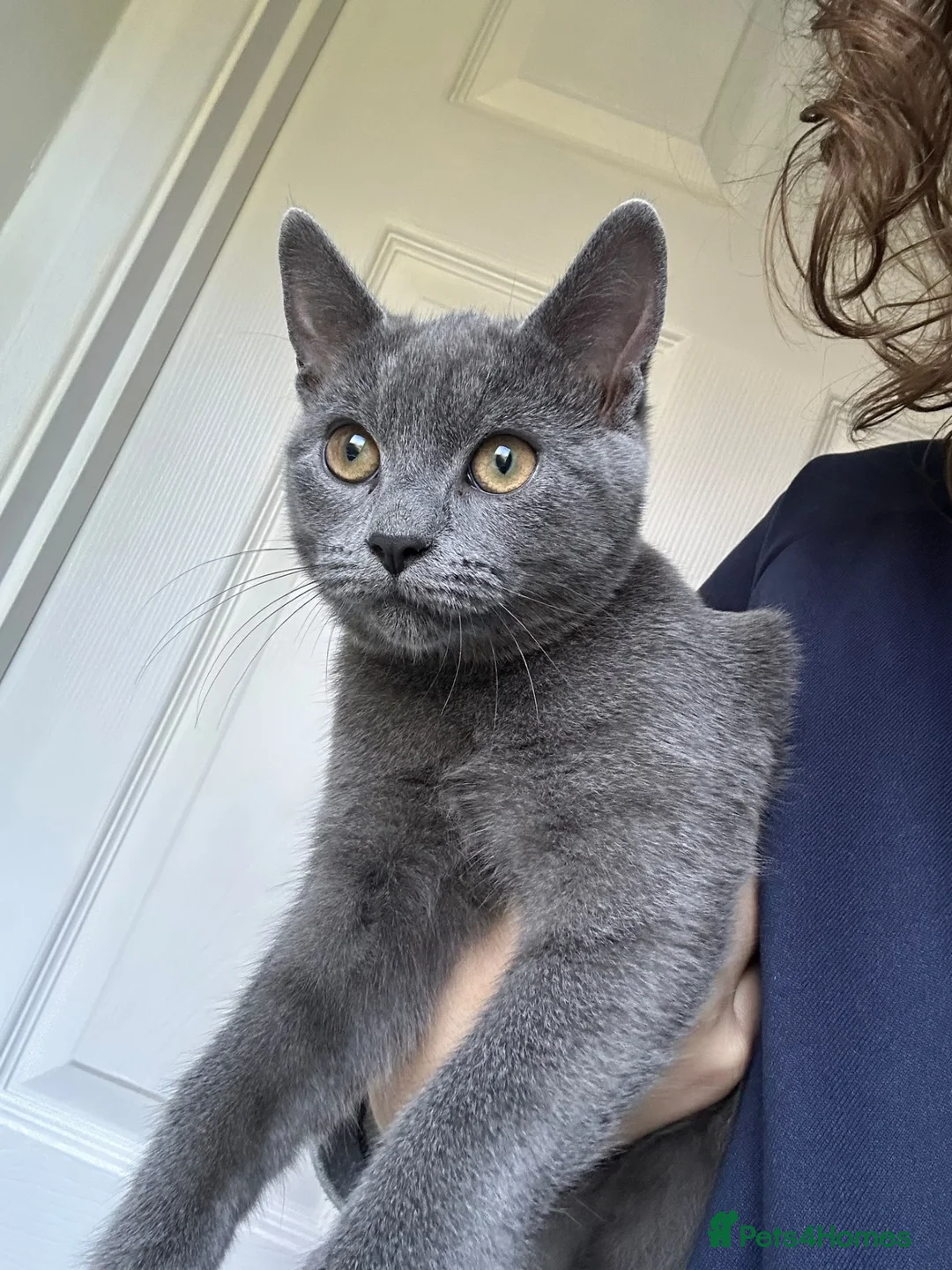 Mixed Breed cats for sale: Female Mixed-Breed  - Advert 6