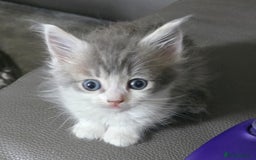 Mixed Breed cats for sale: Norwegian forest x kittens  - Image 5