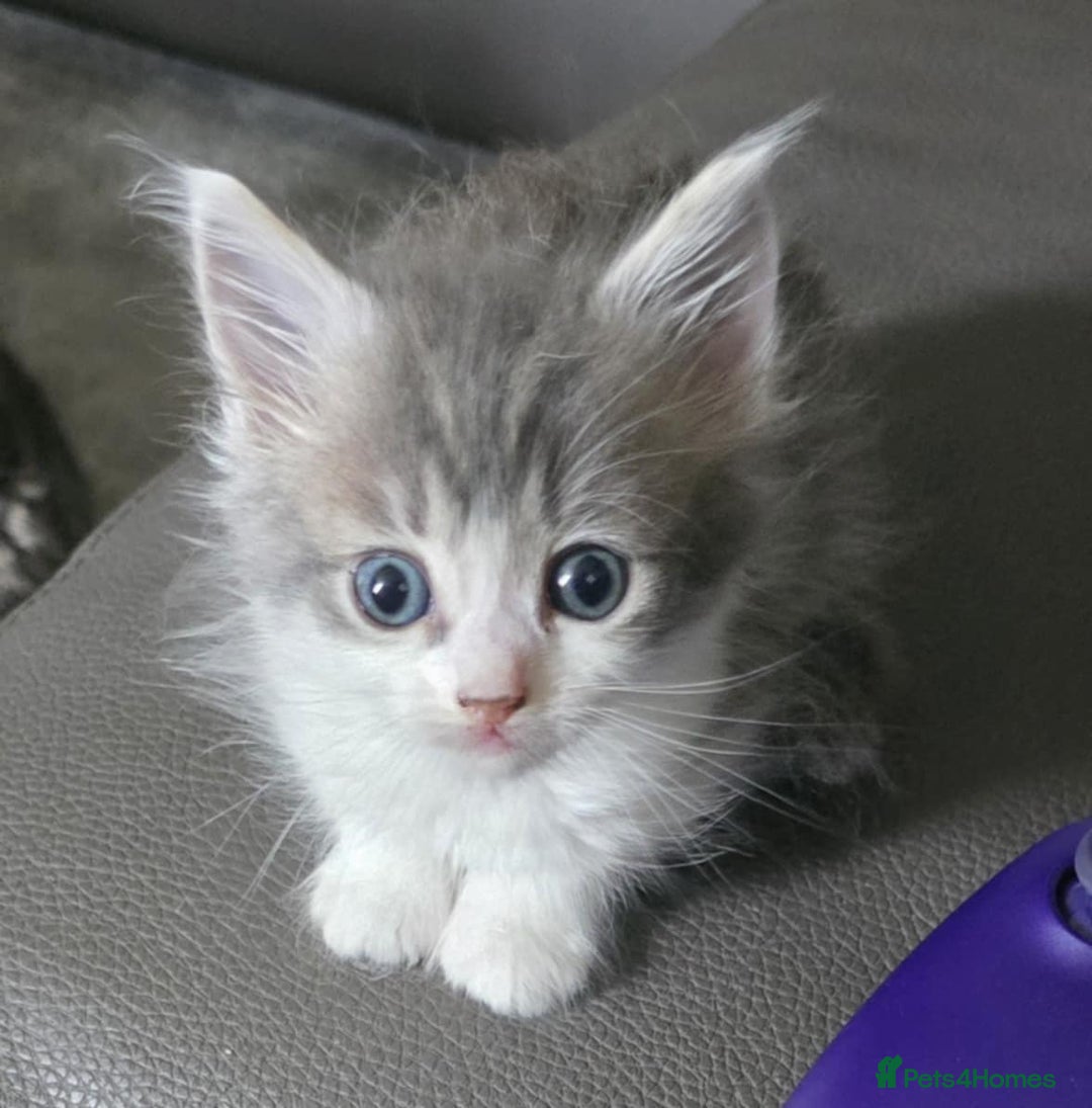 Mixed Breed cats for sale: Norwegian forest x kittens  - Image 5