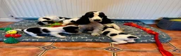 Cocker Spaniel dogs for sale: KC reg, health tested, show type cocker spaniels - Advert 13