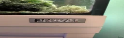 Tetras fish for sale: Well Established Fluval Fish Tank in Runcorn - Advert 21